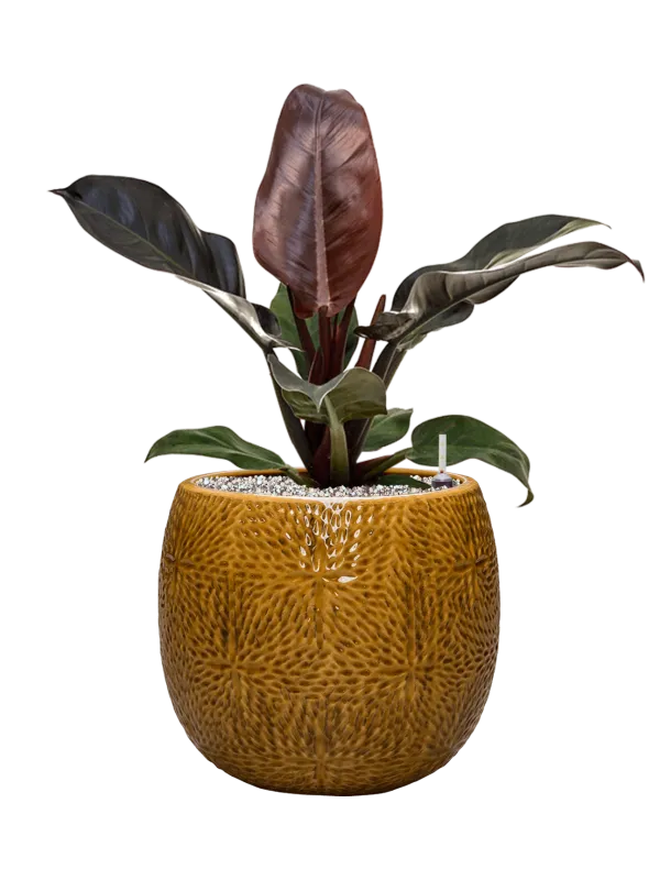 Philodendron `Imperial Red' in Marly Office Plant With Pot 60cm Height 23cm Dia