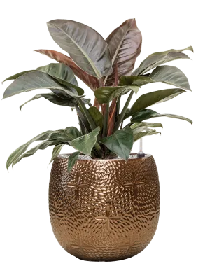 Philodendron `Imperial Red' in Marly Office Plant With Pot 86cm Height 31cm Dia