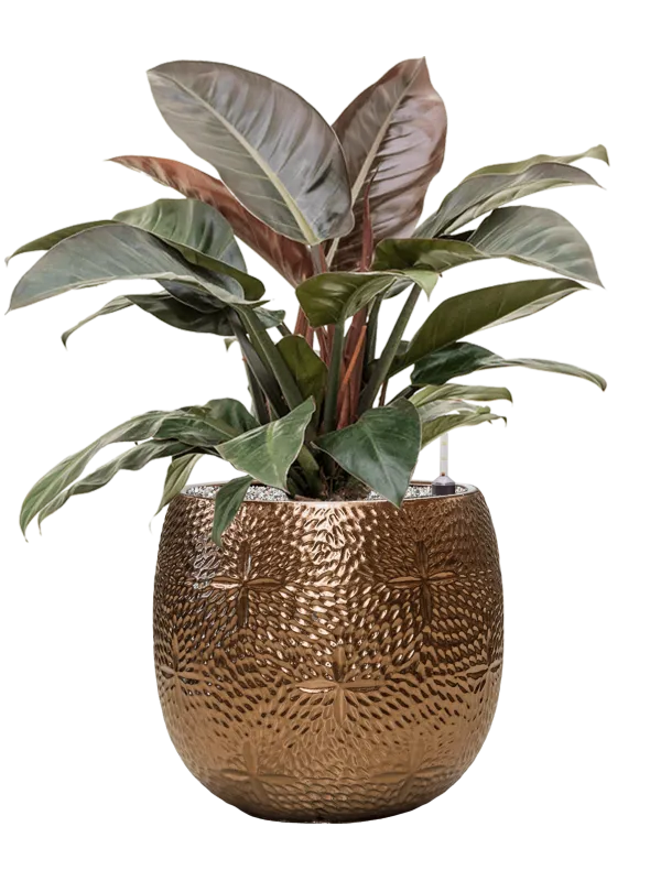 Philodendron `Imperial Red' in Marly Office Plant With Pot 86cm Height 31cm Dia