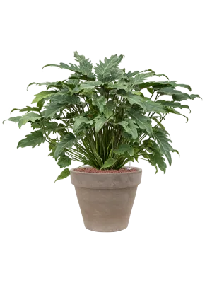 Philodendron 'Xanadu' in Terra Cotta Office Plant With Pot 92cm Height 37cm Dia