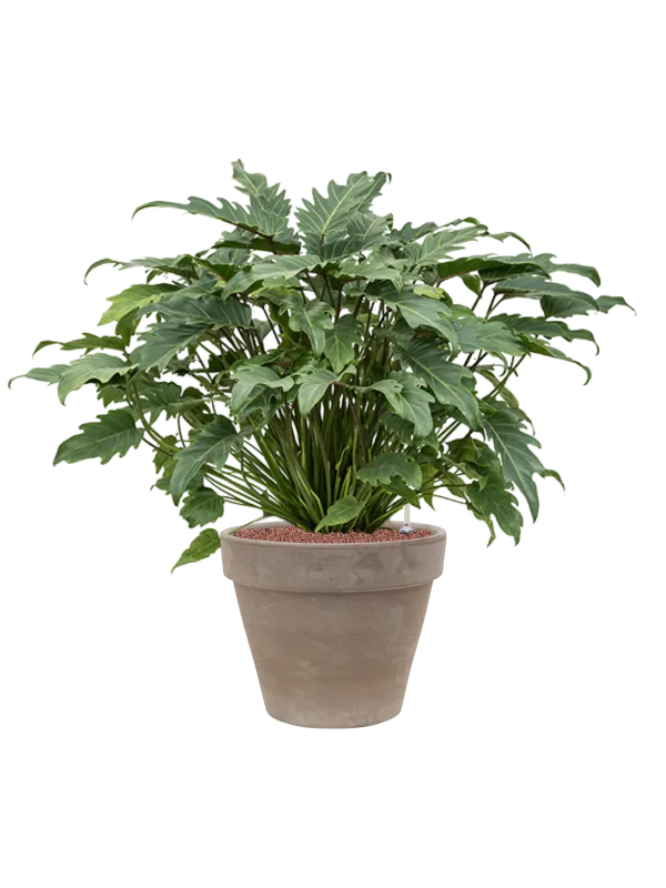 Philodendron 'Xanadu' in Terra Cotta Office Plant With Pot 92cm Height 37cm Dia