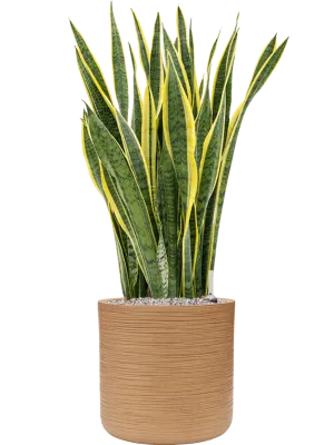 Sansevieria trifasciata 'Laurentii' in Baq Dune Office Plant With Pot 112cm Height cm Dia