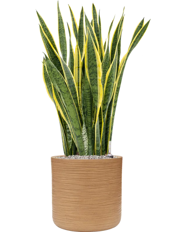 Sansevieria trifasciata 'Laurentii' in Baq Dune Office Plant With Pot 112cm Height cm Dia