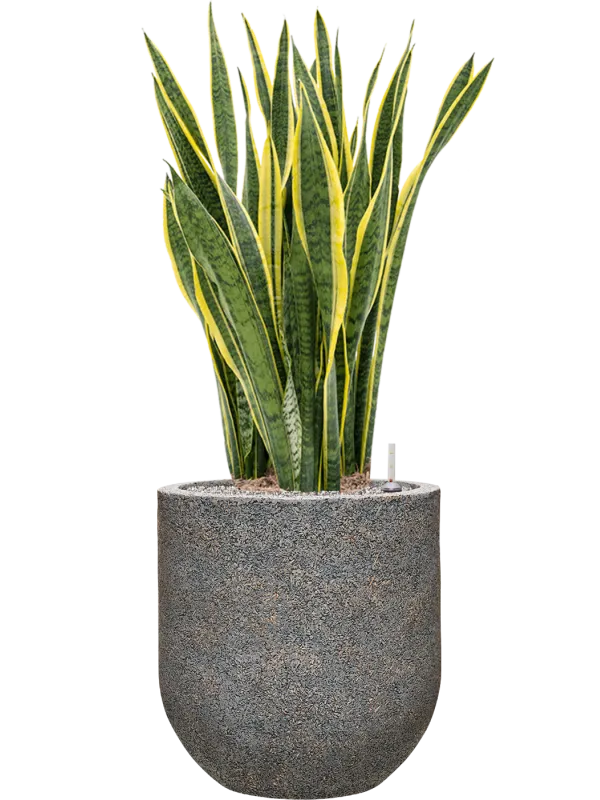 Sansevieria trifasciata 'Laurentii' in Baq Naturescast Office Plant With Pot 125cm Height 38cm Dia