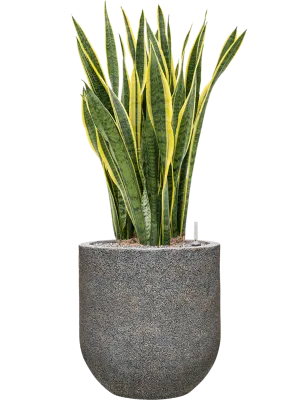 Sansevieria trifasciata 'Laurentii' in Baq Naturescast Office Plant With Pot 125cm Height 38cm Dia