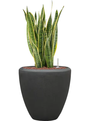 Sansevieria trifasciata 'Laurentii' in Baq Polystone Plain Office Plant With Pot 87cm Height 30cm Dia