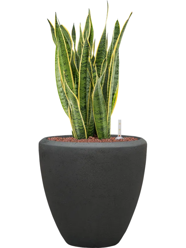 Sansevieria trifasciata 'Laurentii' in Baq Polystone Plain Office Plant With Pot 87cm Height 30cm Dia