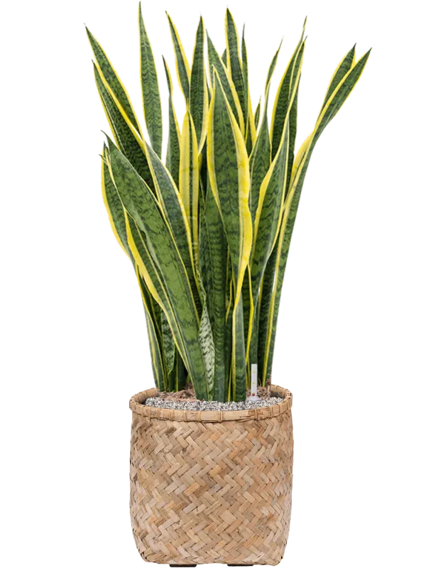 Sansevieria trifasciata 'Laurentii' in Bohemian Office Plant With Pot 109cm Height 37cm Dia