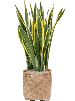 Sansevieria trifasciata 'Laurentii' in Bohemian Office Plant With Pot 109cm Height 37cm Dia