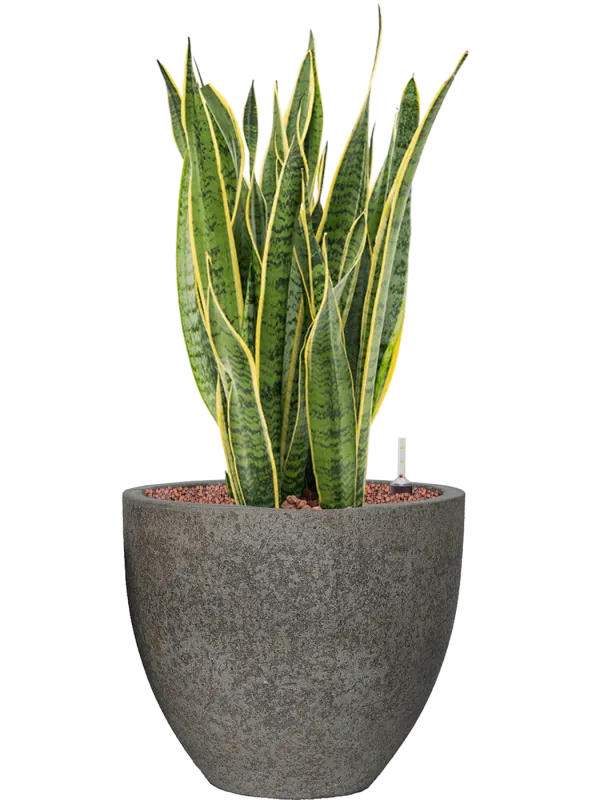 Sansevieria trifasciata 'Laurentii' in Cement Office Plant With Pot 77cm Height 29cm Dia