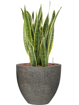 Sansevieria trifasciata 'Laurentii' in Cement Office Plant With Pot 77cm Height 29cm Dia