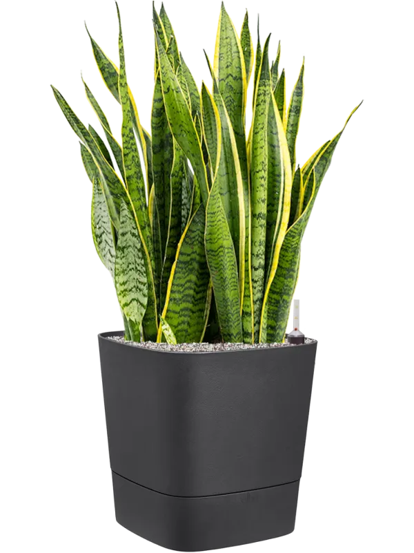 Sansevieria trifasciata 'Laurentii' in Greensense Aqua Care Office Plant With Pot 97cm Height 36cm Dia