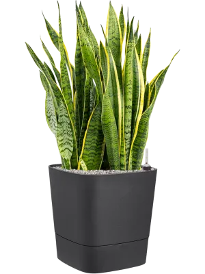 Sansevieria trifasciata 'Laurentii' in Greensense Aqua Care Office Plant With Pot 97cm Height 36cm Dia