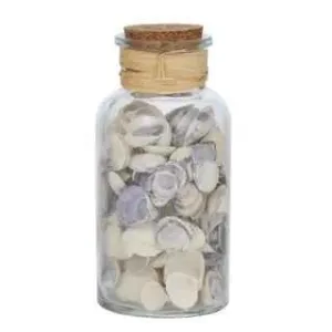 Seashell In Glass Jar