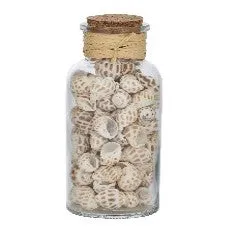 Seashell In Glass Jar