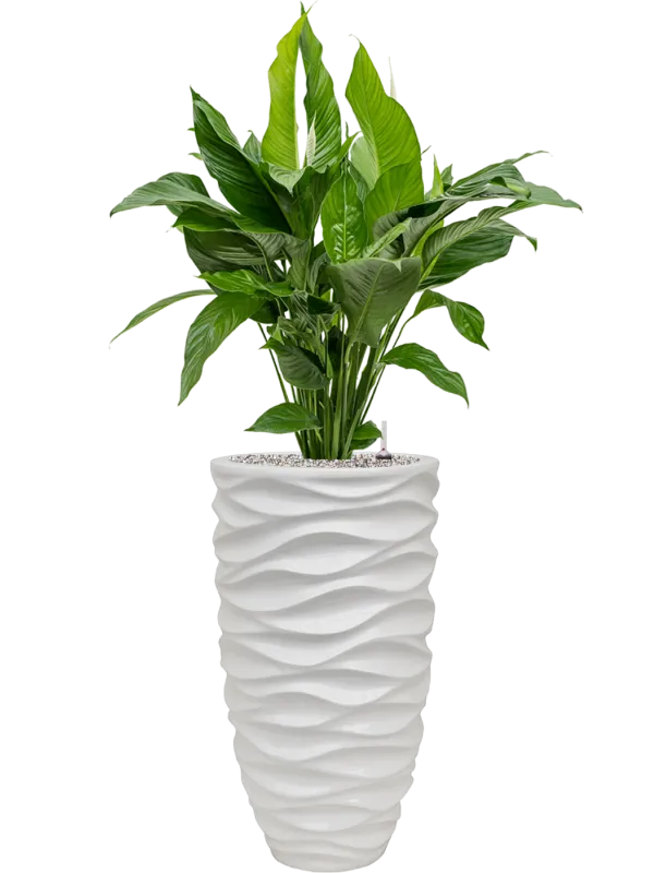 Spathiphyllum 'Sweet Lauretta' in Baq Luxe Lite Glossy Sea Office Plant With Pot 124cm Height 28cm Dia