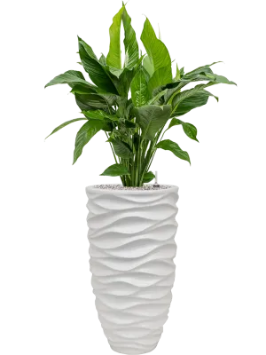 Spathiphyllum 'Sweet Lauretta' in Baq Luxe Lite Glossy Sea Office Plant With Pot 124cm Height 28cm Dia