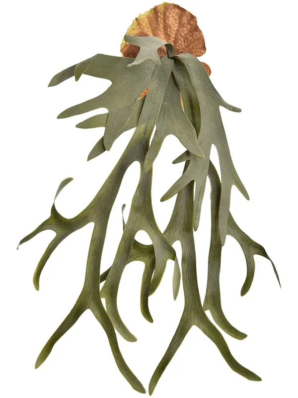 Staghorn Fern Artificial Plant Premium Faux 65cm Height