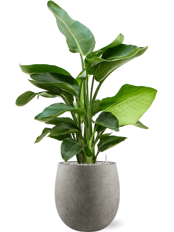 Strelitzia nicolai (60-90) in Grigio Office Plant With Pot 99cm Height 21.5cm Dia