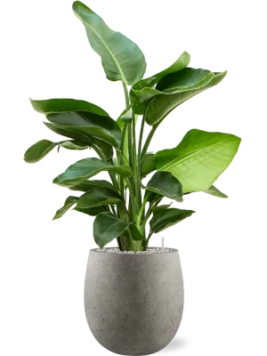 Strelitzia nicolai (60-90) in Grigio Office Plant With Pot 99cm Height 21.5cm Dia